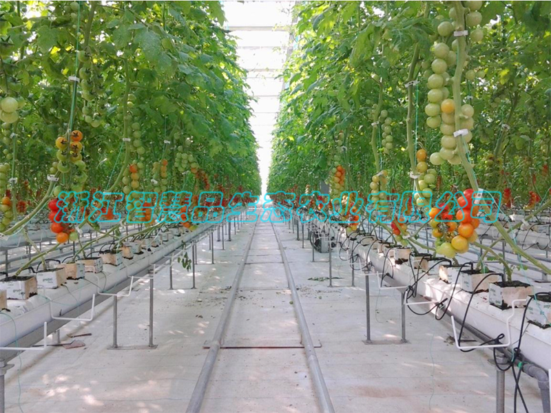 山西省大同市平城区马家小村农业嘉年华-----荷兰模式