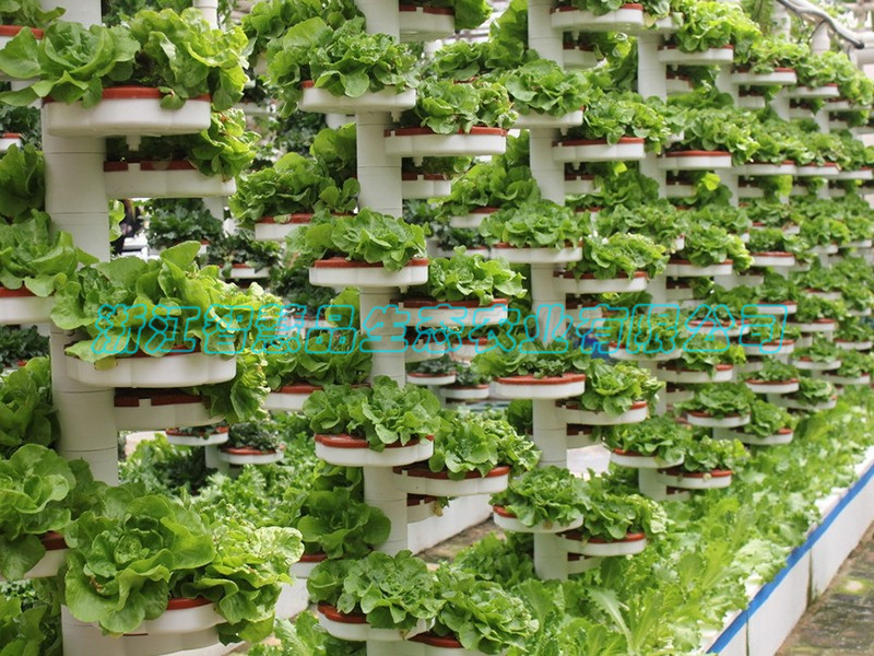 河北省邯郸市现代农业高科技博览园-----螺旋仿生栽培