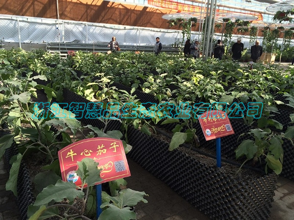 山西省大同市平城区马家小村农业嘉年华-控根容器栽培C-038