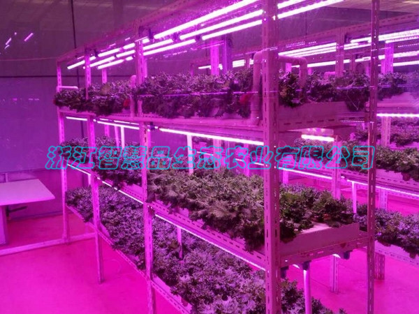 山西曲沃智慧菜谷现代农业科技园---植物工厂C-032