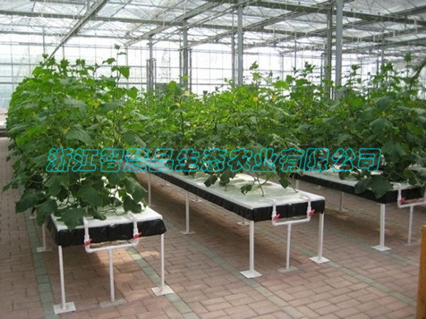 山东省淄博市淄川市俊岭农业合作社---复合果菜栽培C-027