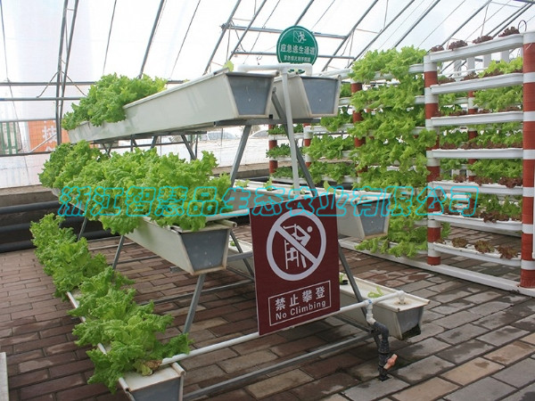 山东省淄博市淄川市俊岭农业合作社---多层槽式栽培C-026