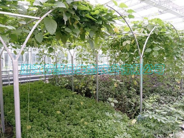 山东省淄博市淄川市俊岭农业合作社---豆豆廊架C-025