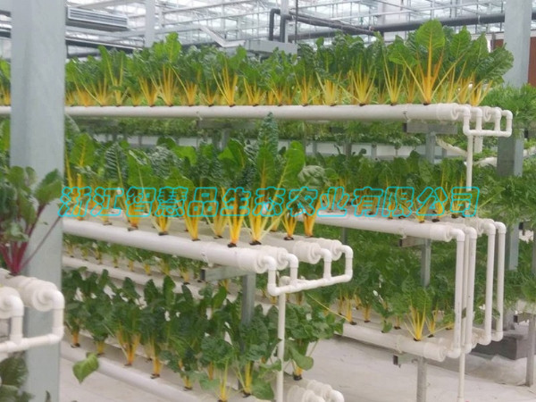 山东省淄博市淄川市俊岭农业合作社---步步高升C-023