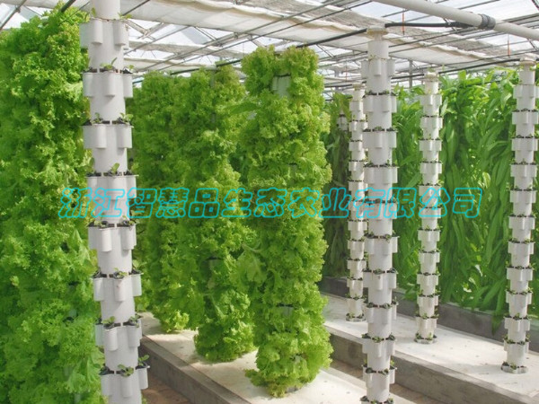 山东省临沂市兰陵县国家农业公园----立柱栽培C-018