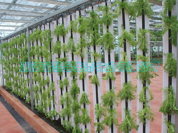 山东省临沂市兰陵县国家农业公园----拉链式水培C-017