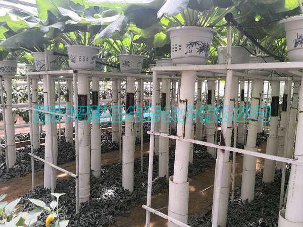 山东省临沂市兰陵县国家农业公园----空中牛蒡C-016