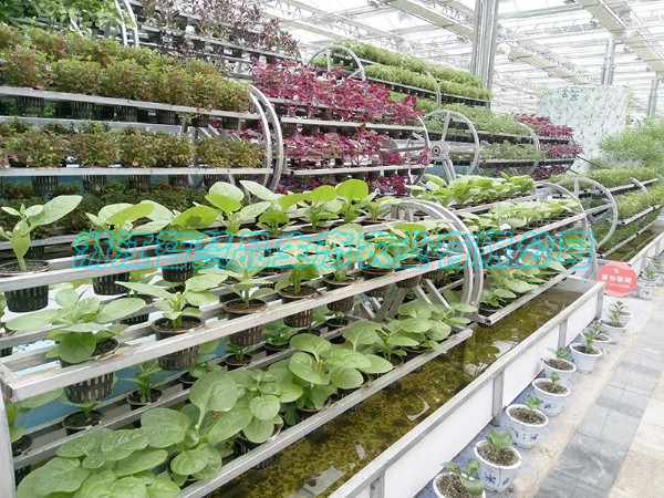 江苏省宿迁市宿城区洋河新区 洋河农业嘉年华-----滚筒式栽培C-006