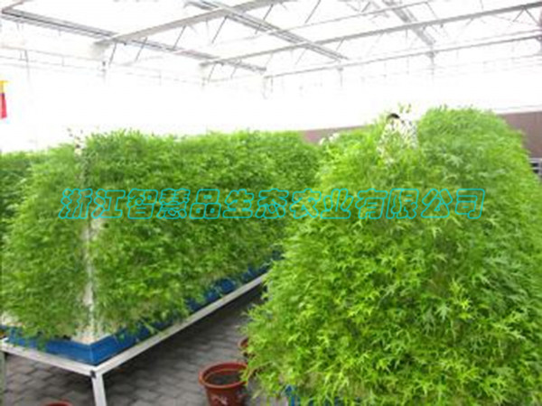 河北省邯郸市现代农业高科技博览园-----柱式气雾培C-004