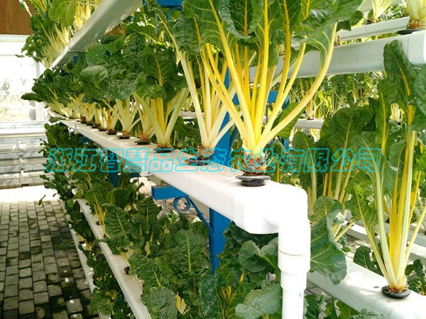 河北省邯郸市现代农业高科技博览园-----立体管道C-001
